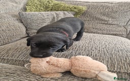 Labrador Retriever dogs for sale: Beautiful Labrador puppies  - Image 4