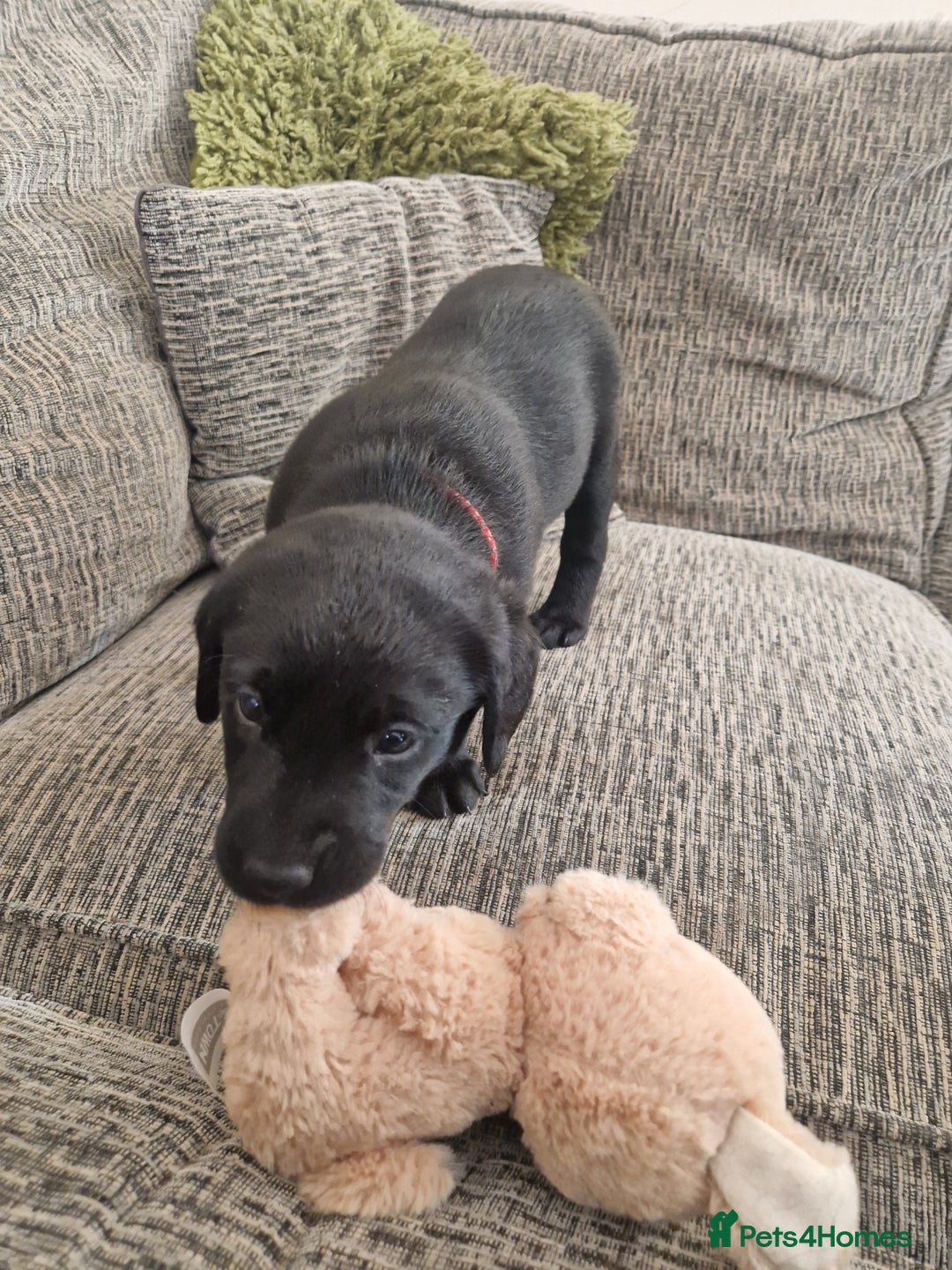 Labrador Retriever dogs for sale: Beautiful Labrador puppies  - Image 4