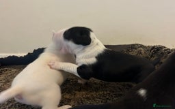 English Bull Terrier dogs for sale: Top Quality Bull Terrier Pups  - Image 10