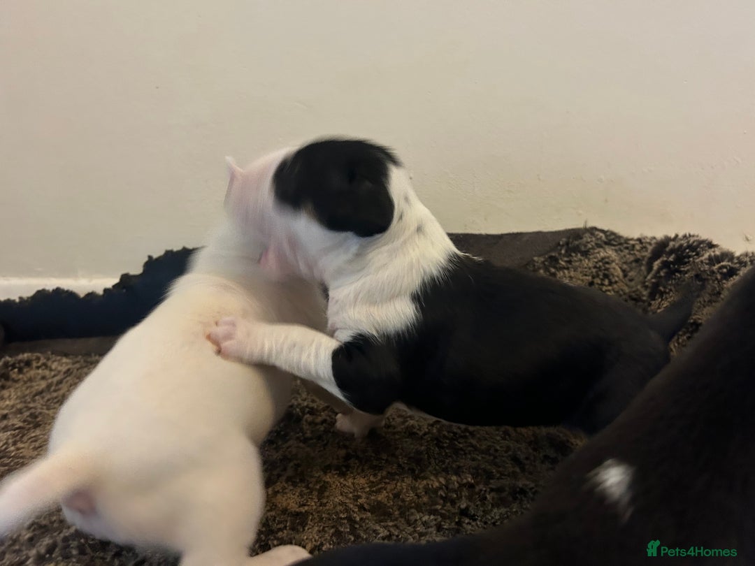 English Bull Terrier dogs for sale: Top Quality Bull Terrier Pups  - Image 10