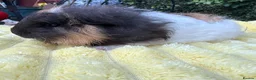 Guinea Pig rodents for sale: Four male guinea pigs  - Advert 2
