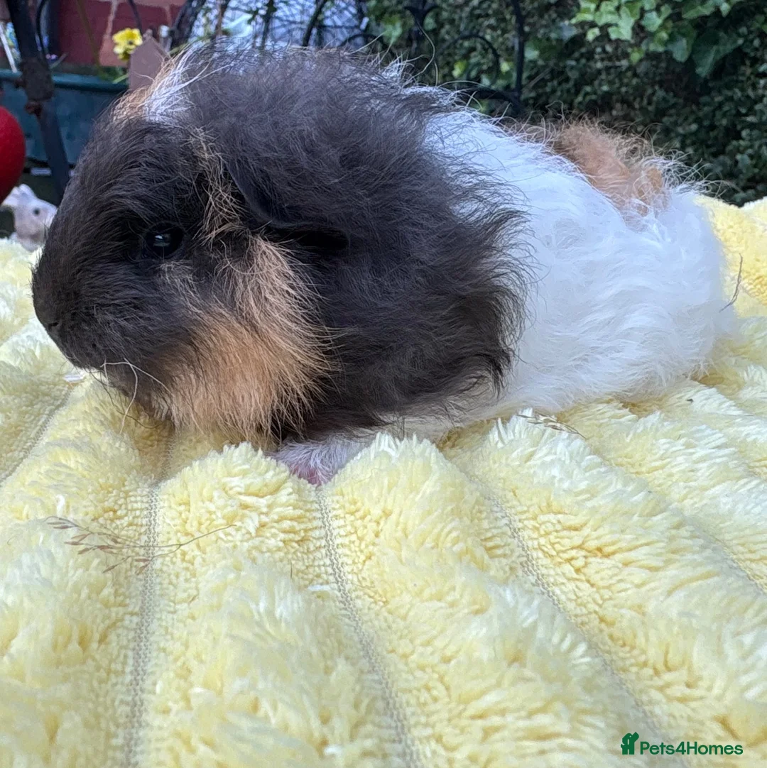 Guinea Pig rodents for sale: Four male guinea pigs  - Advert 2