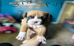 Boxer dogs for sale: 1 girl beautiful boxer puppies left  - Image 21