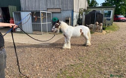 Other Breed horses for sale: Mini Cob - Image 4