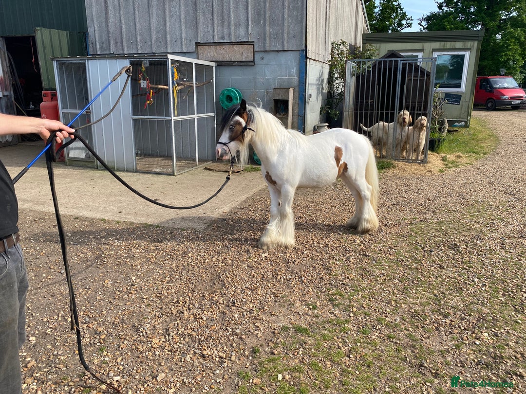 Other Breed horses for sale: Mini Cob - Image 4