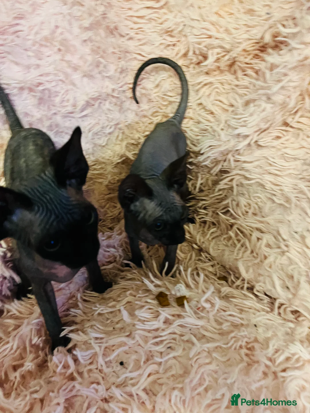 Sphynx cats for sale: Adorable Sphynx Kittens - Advert 17