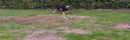 German Shepherd dogs for stud: German Shepherd boy for stud - Advert 3