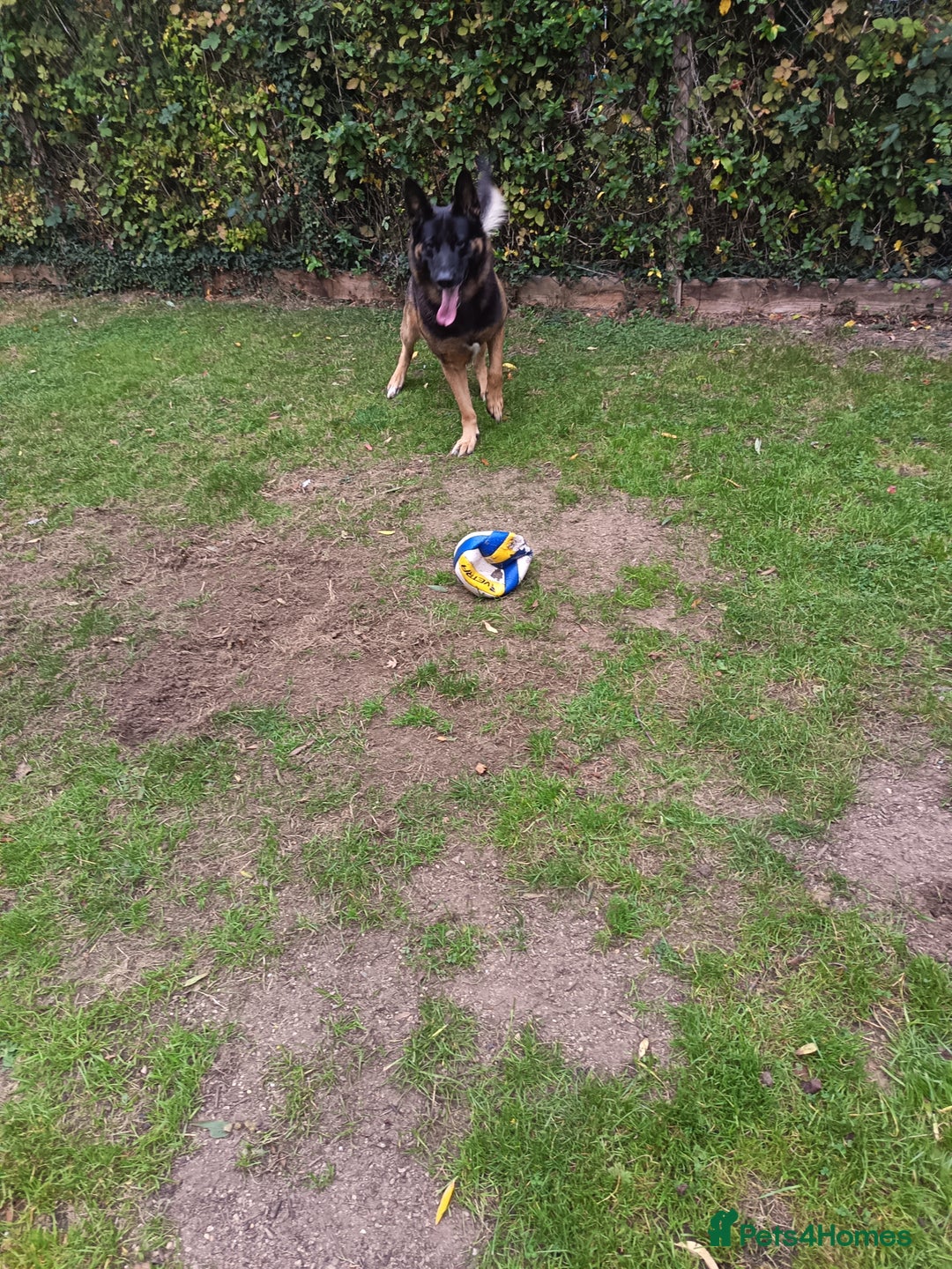 German Shepherd dogs for stud: German Shepherd boy for stud - Image 2