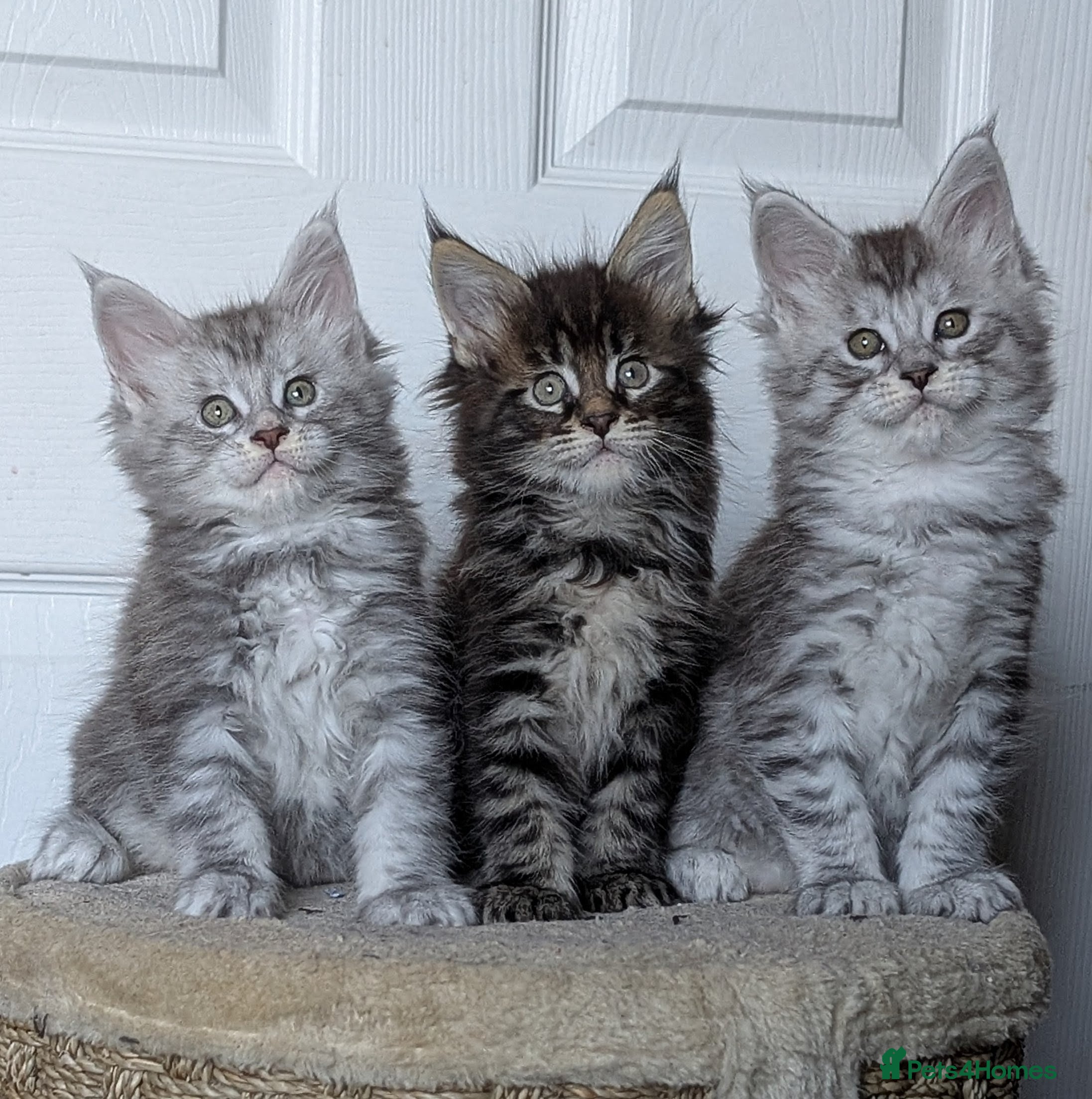 Maine Coon cats Pedigree, Tica registered boys.  - Advert 8