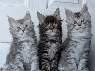 Maine Coon cats Pedigree, Tica registered boys. - Advert 8