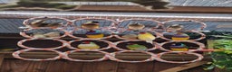Finches birds for sale: Young Gouldian finches - Advert 14