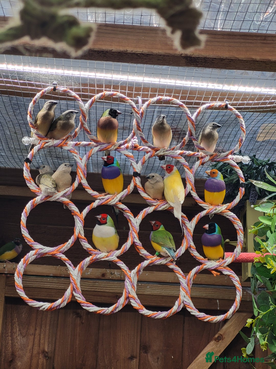 Finches birds for sale: Young Gouldian finches - Image 14