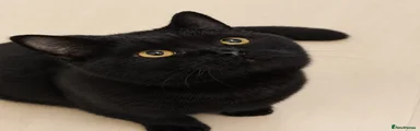 British Shorthair 3