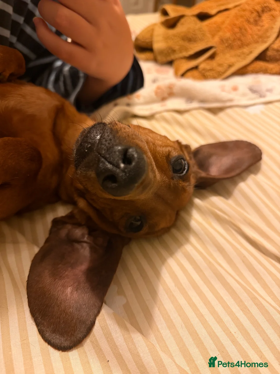 Miniature Dachshund dogs for sale: Red Miniature Dachshund  - Advert 1