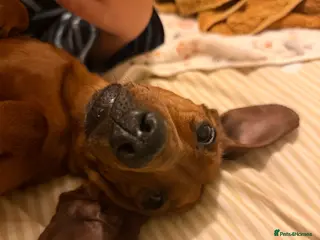 Miniature Dachshund dogs Red Miniature Dachshund - Advert 16