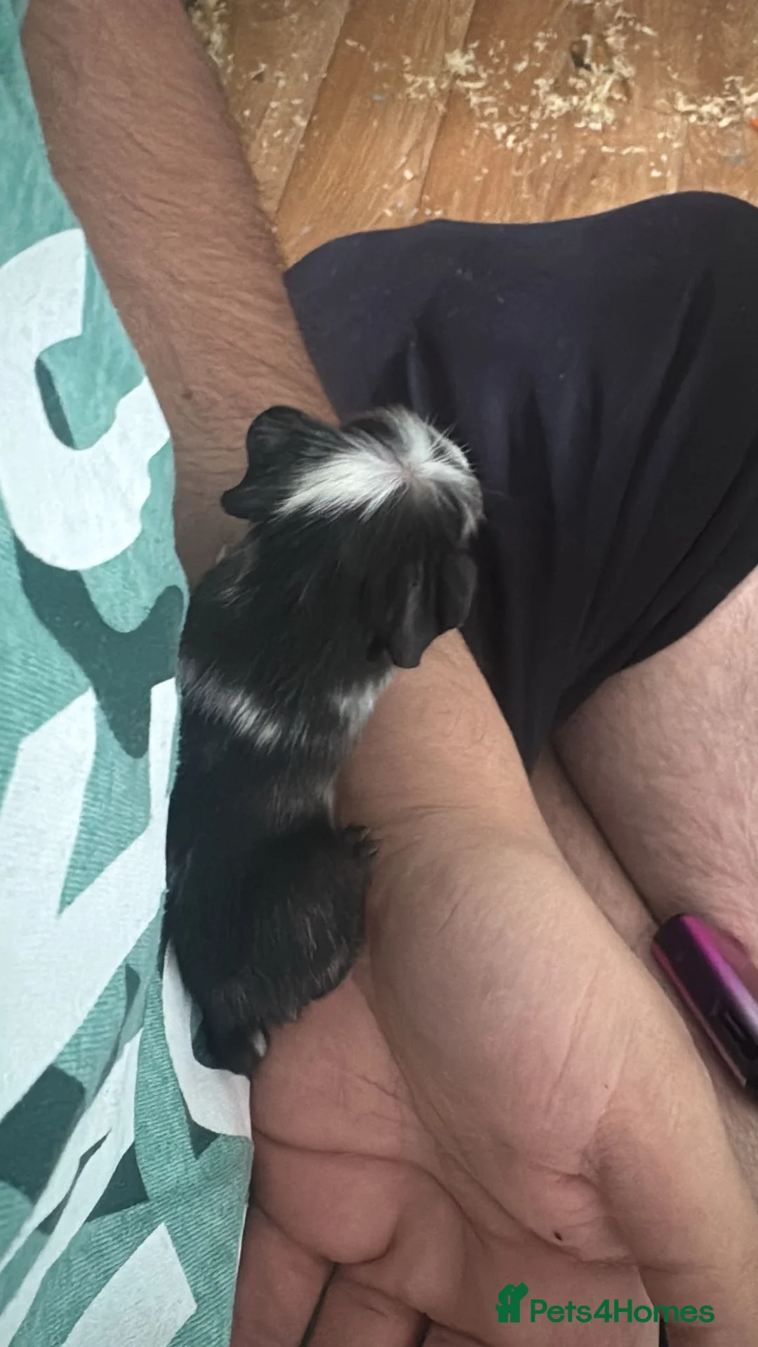 Guinea Pig rodents for sale: 3 baby guniea  - Advert 2