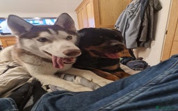 Mixed Breed dogs for sale: Adorable Rottsky Pups - Image 21