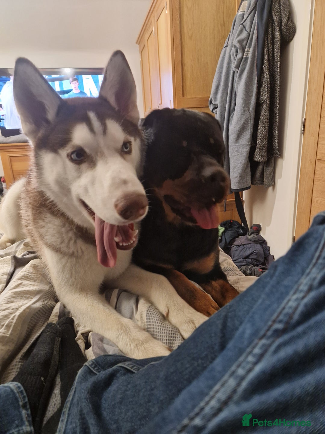 Mixed Breed dogs for sale: Adorable Rottsky Pups - Image 21