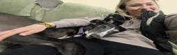 Greyhound dogs for adoption: Sylvie - Advert 5