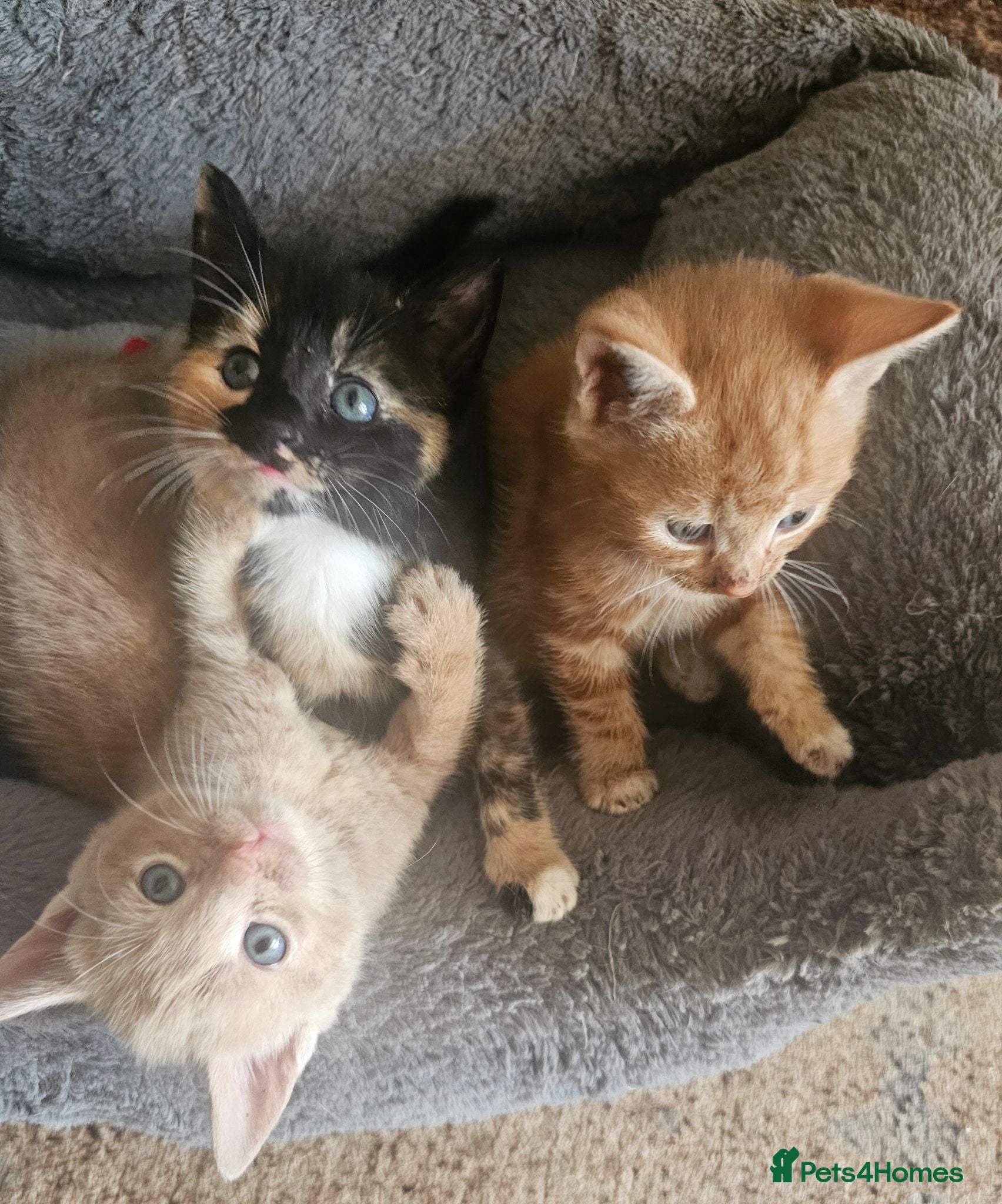 Mixed Breed cats 🐾 Gorgeous Kittens Available for Reservation 🐾 - Advert 3