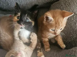 Mixed Breed cats 🐾 Gorgeous Kittens Available for Reservation 🐾 - Advert 3
