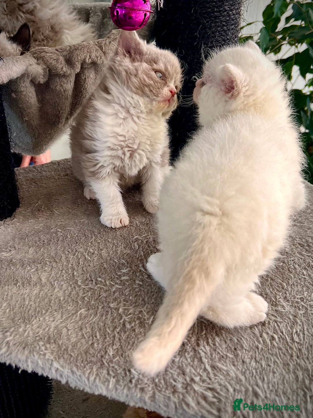 Selkirk Rex cats for sale: SELKIRK REX KITTENS  😻 - Advert 19