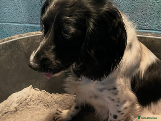 Sprocker dogs Beautiful Sprocker puppies - Advert 14