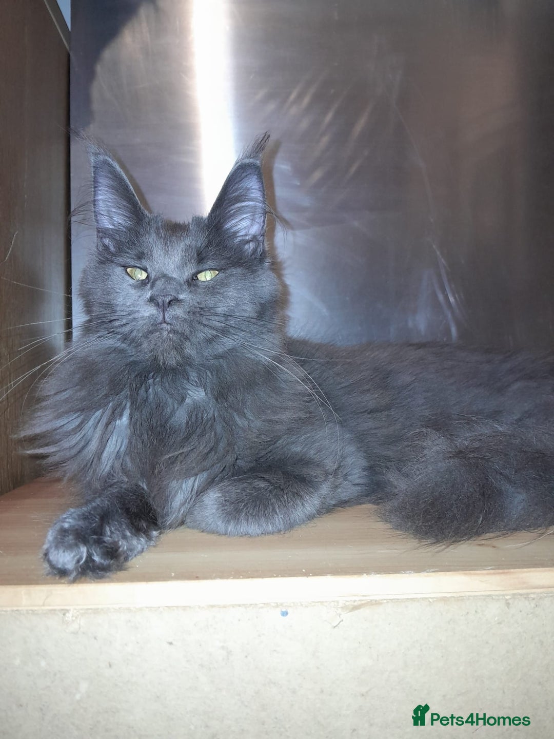 Maine Coon cats for sale: Polydactyl SolidBlue/BlackSilver Girls Maine Coon - Advert 24