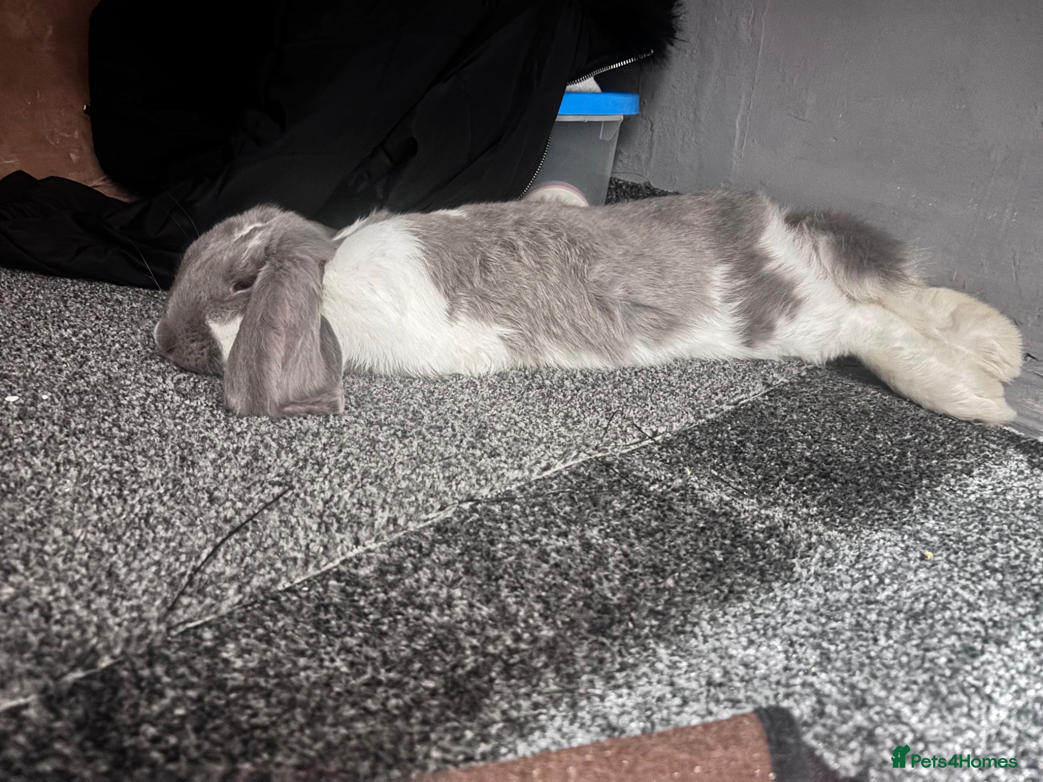 French Lop rabbits Gorgeous bunny  - Advert 7