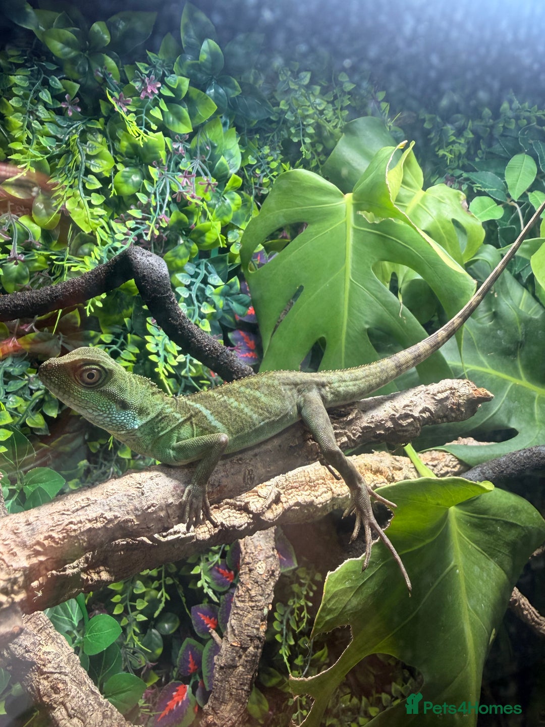 Lizard reptiles for sale: Chinese water Dragon and complete set up for sale - Advert 1