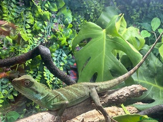 Lizard reptiles Chinese water Dragon and complete set up for sale - Advert 2