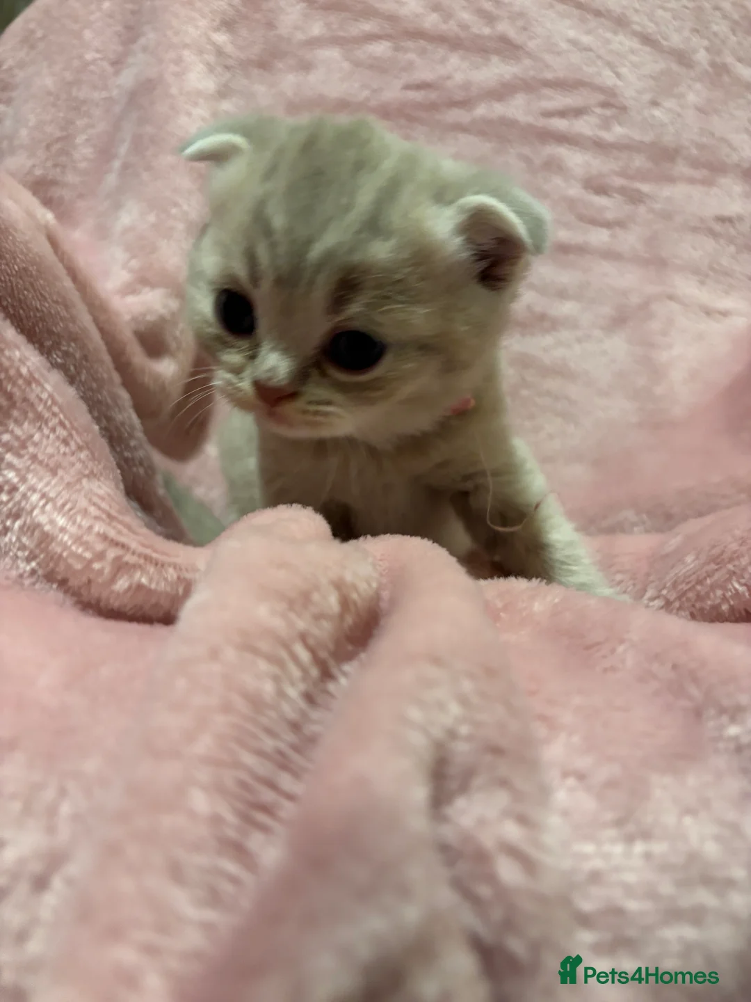 British Shorthair cats for sale: British shorthair/scottish fold - Advert 5