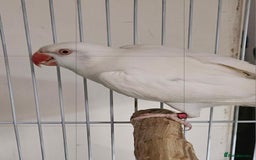 Parakeets birds for sale: White ringneck and cage - Advert 3