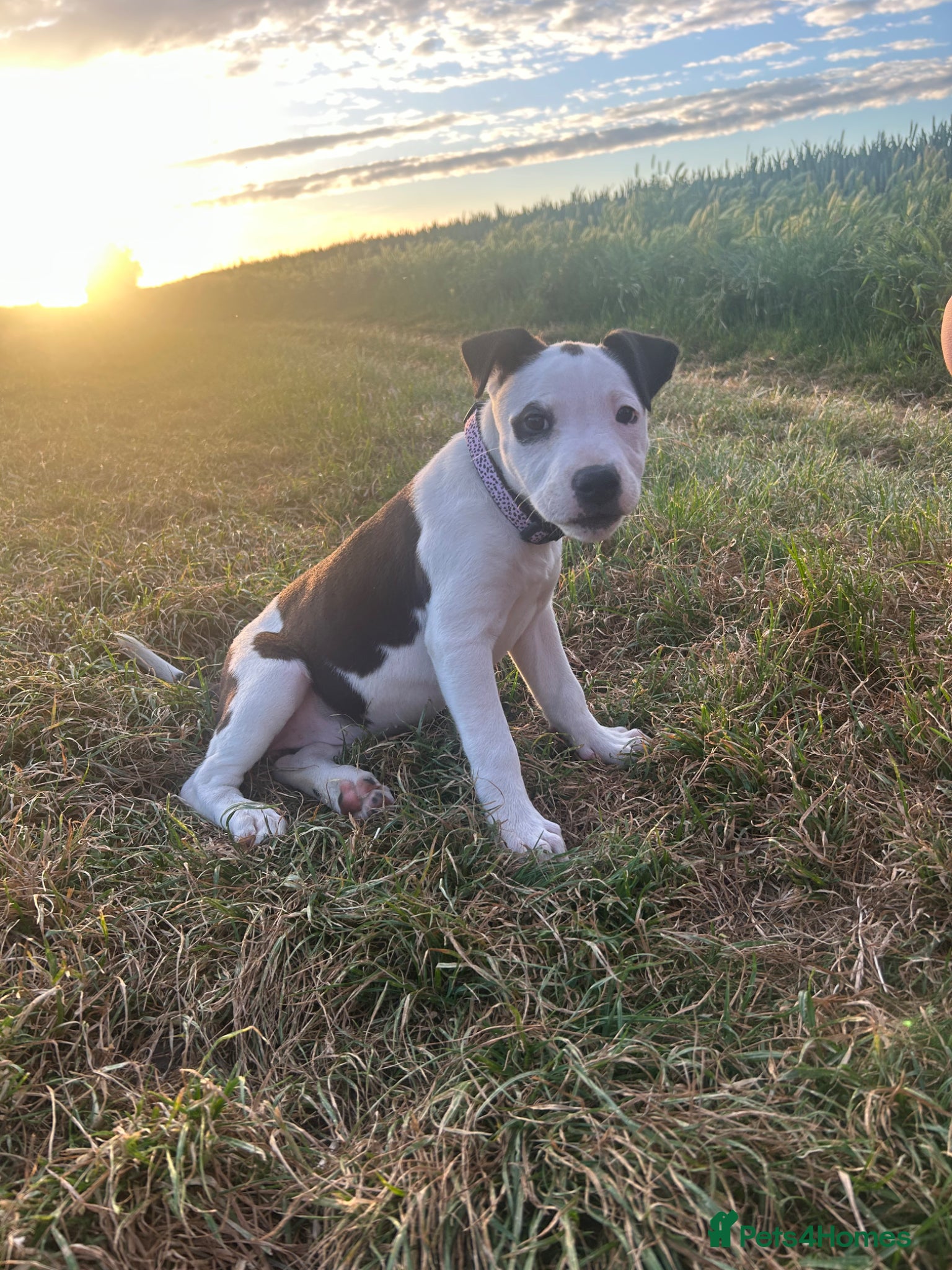 Mixed Breed dogs for sale: Last two puppies  remaining  - Advert 7