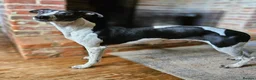 Whippet dogs for sale: Seeking the perfect home - Advert 3