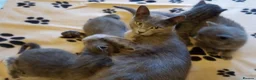 Russian Blue cats for sale: Russian Blue kitten for sale - ONE Girl left - Advert 11