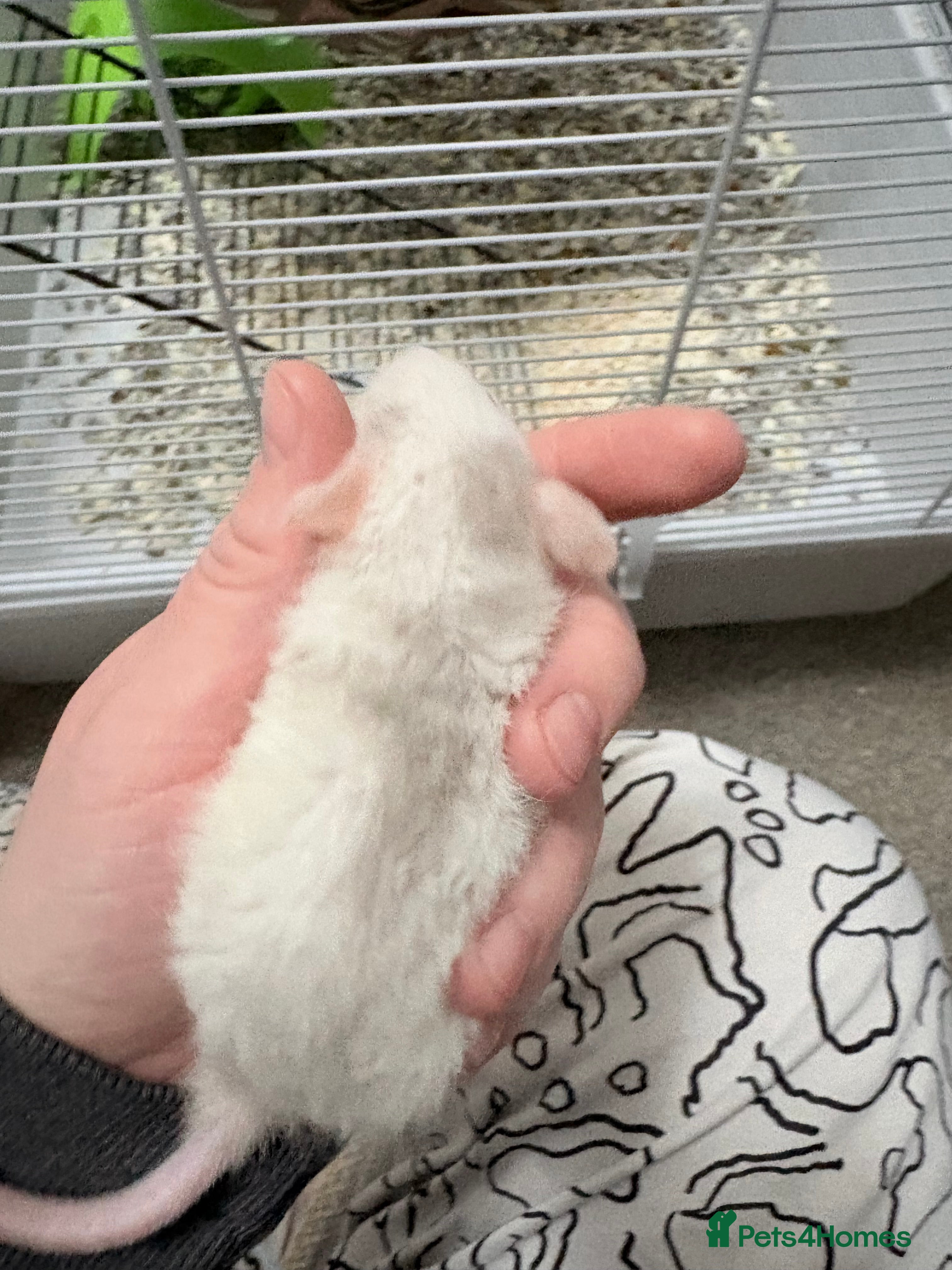 Rat rodents Beautiful male dumbo/husky baby rats - Advert 1