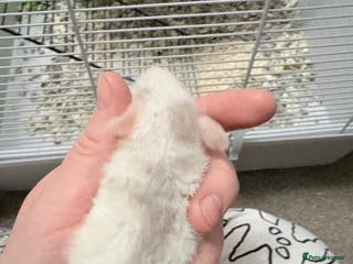 Rat rodents Beautiful male dumbo/husky baby rats - Advert 12