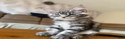 Maine Coon cats for sale: TICA registered Maine Coon kittens - Advert 9