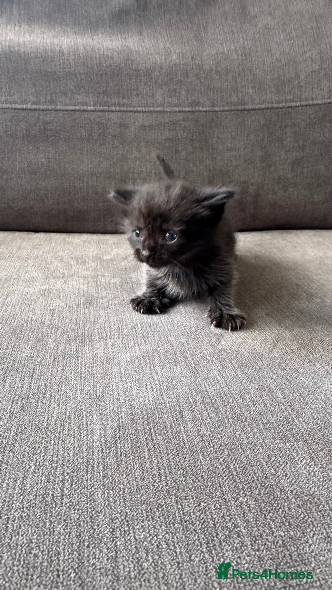 Bengal cats for sale: Kittens for sale  - Image 3