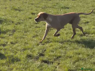 Pointer dogs Male Portuguese pointer puppy for sale - Advert 1