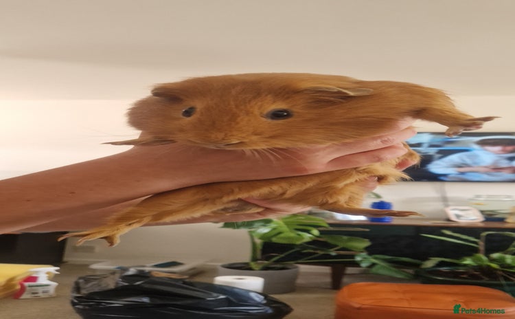 Guinea Pig rodents - Advert 3
