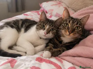 Domestic Shorthair cats Banjo and Bonsai 2 cats siblings male and female - Advert 1