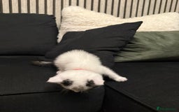 Ragdoll cats for sale: Tuxedo Ragdoll mix kittens - Image 6