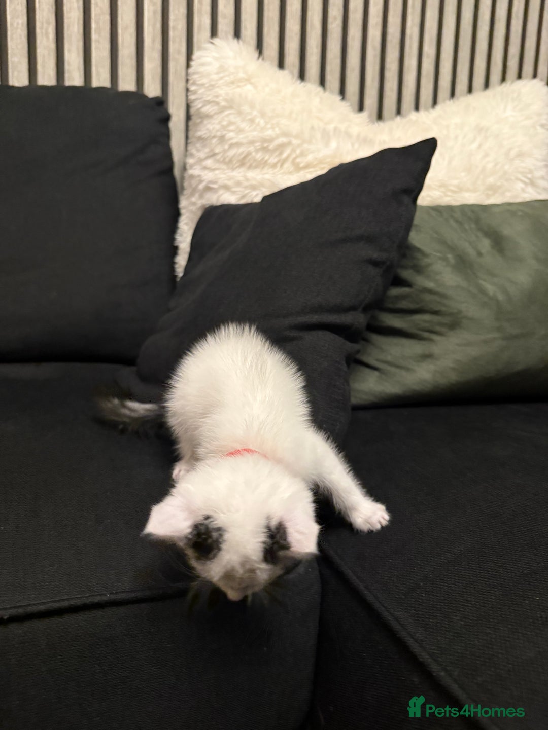 Ragdoll cats for sale: Tuxedo Ragdoll mix kittens - Image 6