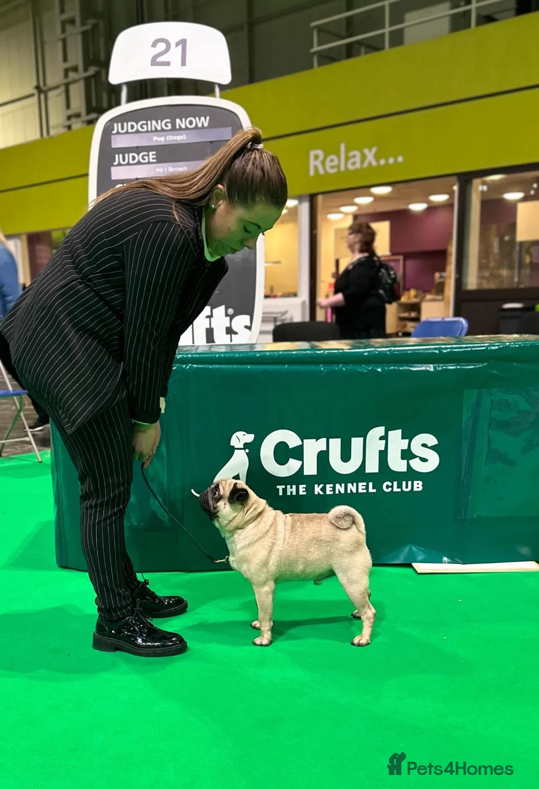 Pug dogs for stud: Pug Stud - Advert 2