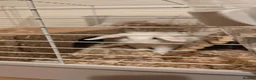 Dwarf Lop rabbits for sale: Rabbit for rehome - free in Manchester - Advert 2