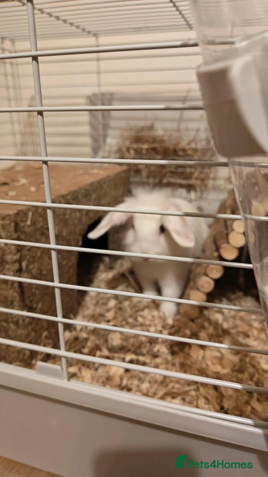 Dwarf Lop rabbits for sale: Rabbit for rehome - free in Manchester - Advert 2