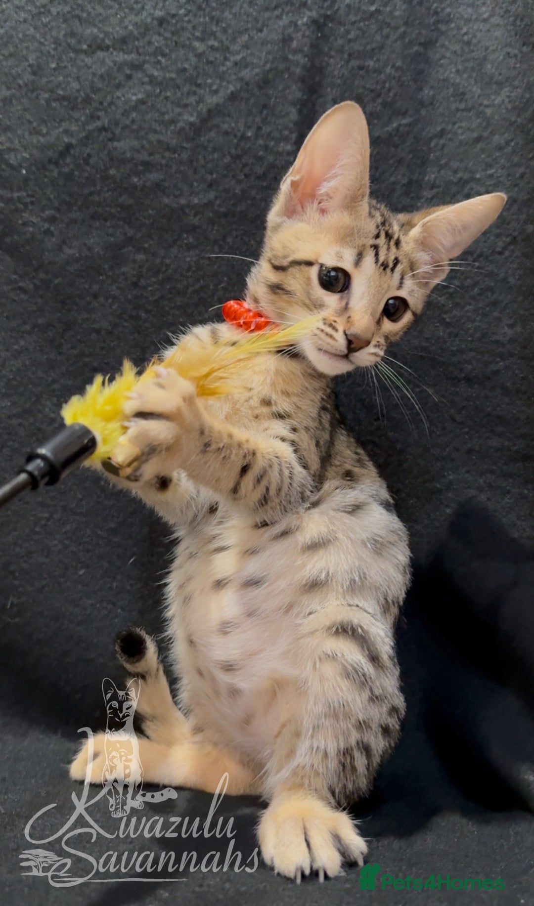 Savannah cats for sale: 12 Weeks Old 5*! -Exceptional Quality Tica Registr - Advert 21