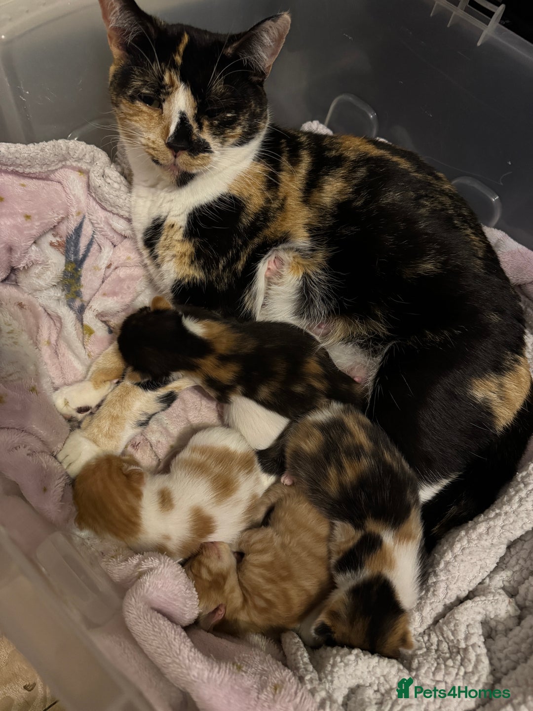 Domestic Shorthair cats for sale: Adorable Kittens Ready for Their Forever Homes - Advert 8